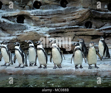 WA 15119-00 ... WASHINGTON - Humboldt Pinguine aufgereiht und vorbereitet im Wasser bei der Fütterung in Seattle Woodland Park Zoo pinguin Ausstellung zu springen. Stockfoto