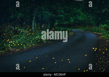 Leuchtkäfer im Wald bei Dämmerung fliegen. Stockfoto