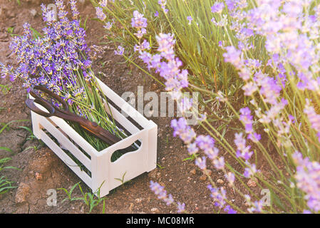 Ein Bündel von frisch geschnittenem Lavendel Blumen und rostigen Schere in einem kleinen weißen Holzkiste über den Boden unter den blühenden Lavendelsträuchern gelegt. Stockfoto