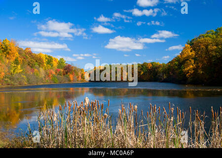 Untere Teich im Herbst mit Rohrkolben, AW Stanley Park, New Britain, Connecticut Stockfoto