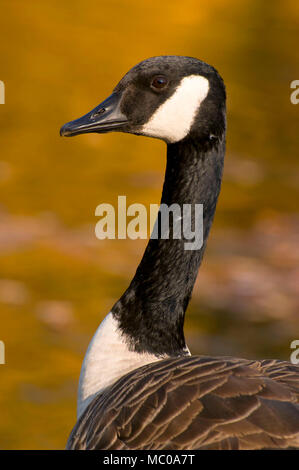 Kanada-Gans am unteren Teich, AW Stanley Park, New Britain, Connecticut Stockfoto