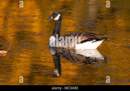 Kanada-Gans am unteren Teich, AW Stanley Park, New Britain, Connecticut Stockfoto