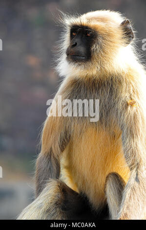 Schöne Hanuman langur in Ranthambore Nationalpark, in dem die Farben seiner grau und gold Fell, Hintergrundbeleuchtung, sanft-grauen Hintergrund Stockfoto