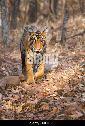 Ein weiblicher Junger Tiger im Ranthambore Nationalpark Stockfoto