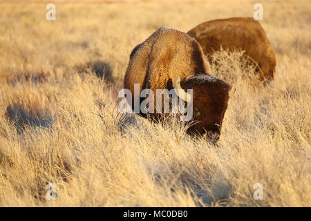 Zwei amerikanische Bison Buffalo Stockfoto
