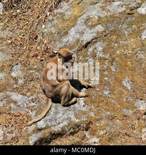 Braun Rhesusaffen sitzt auf einem Felsen. Szene in Lama Hotel, Langtang Nationalpark, Nepal. Stockfoto