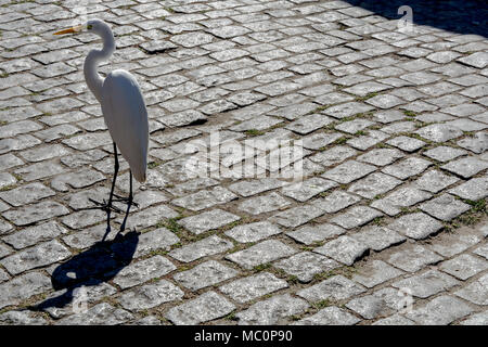 Großer weißer Vogel - Heron - auf der Straße mit seinem Schatten isoliert Stockfoto