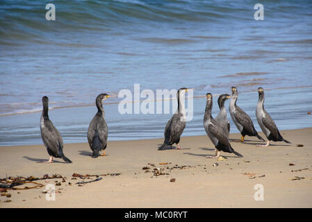 Gruppe von Pied shag am Waipapa Point, die Catlins, Southland, Neuseeland Stockfoto