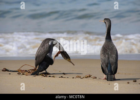 Gruppe von Pied shag am Waipapa Point, die Catlins, Southland, Neuseeland Stockfoto