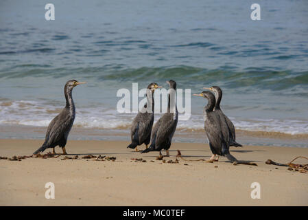 Gruppe von Pied shag am Waipapa Point, die Catlins, Southland, Neuseeland Stockfoto