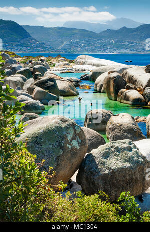 Zwei Schwimmer im Wasser am Boulders Beach National Park mit einer Menge von Touristen entlang der Promenade in der Ferne besuchen Pinguine, Simonstown, Sout Stockfoto