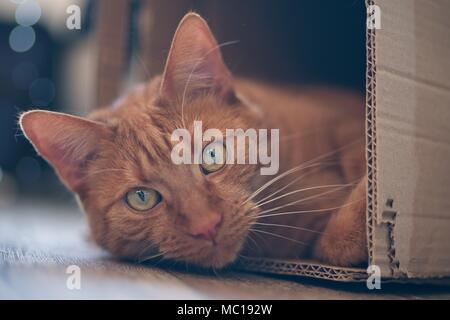 Ingwer Katze in einem Karton und Blick in die Kamera lag. Stockfoto