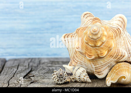 Verschiedene Muscheln auf die grauen alten Holzbrettern. Sommer noch leben. makroaufnahme. Stockfoto