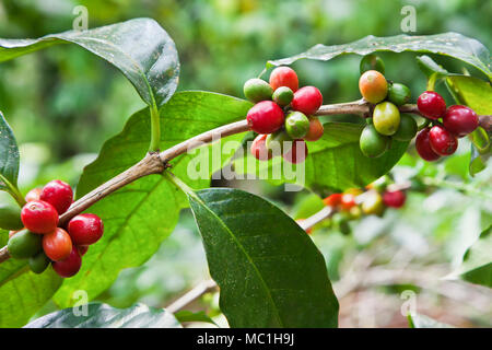 Kaffee Baum mit reife Beeren auf dem Bauernhof, Insel Bali Stockfoto