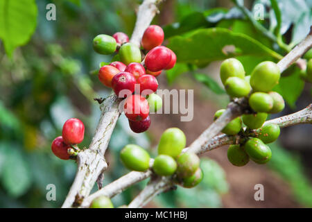 Kaffee Baum mit reife Beeren auf dem Bauernhof, Insel Bali Stockfoto