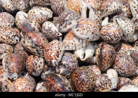 Cowry Shells Cowries Muscheln zum Verkauf in Kanyakumari Tamil Nadu, Indien Stockfoto