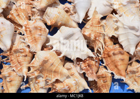 Die Muscheln werden in kanyakumari am Meer in Tamilnadu, Indien, Asien verkauft Stockfoto