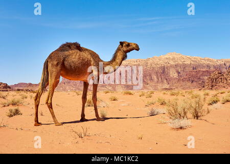 Kamel in der Wüste Wadi Rum, Jordanien Stockfoto