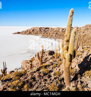 Sehr große Kakteen im Cactus Island, Salar de Uyuni (Salzsee) in der Nähe von Uyuni, Bolivien Stockfoto