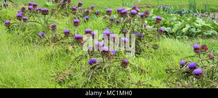 lila Blüten von Artischocken blühte im Garten des Bauern im Sommer Stockfoto