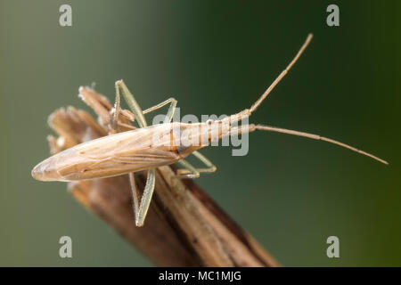 Gras Bug (Stenodema laevigata) auf pflanzlichen Stammzellen thront. Dorsalansicht der Probe. Tipperary, Irland Stockfoto