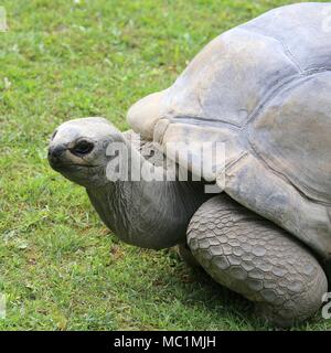 Sehr große und alte Schildkröte mit robusten shel Stockfoto