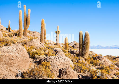 Anzeigen von Kakteen, die Isla del Pescado (Fisch Insel) mit der Uyuni Salzsee in Bolivien Stockfoto