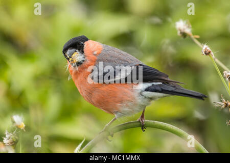 Männliche Gimpel (Pyrrhula pyrrhula) Fütterung auf flockenblume Samen. Tipperary, Irland Stockfoto