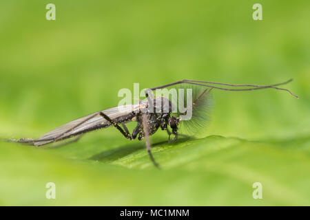 Männliche Chironomid (ein Nicht-biting Midge) in Ruhe auf einem Blatt mit der Vorderseite der Beine vor den Körper gehalten. Tipperary, Irland Stockfoto