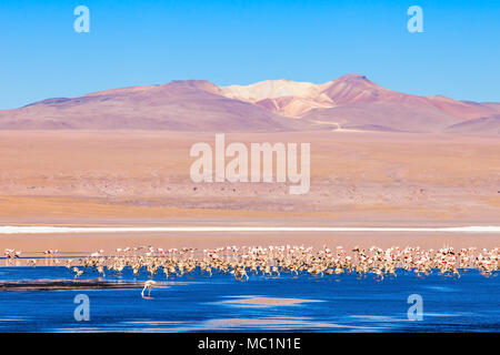 Flamingos an der Laguna Colorada (Roter See) ist ein salzsee im Altiplano von Bolivien Stockfoto