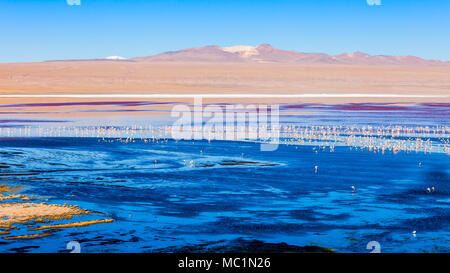 Laguna Colorada (Roter See) ist der schönste See im Altiplano von Bolivien Stockfoto