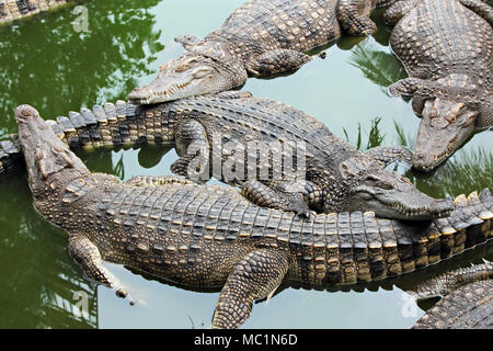 Viele Krokodile im Wasser entspannen, Thailand Stockfoto