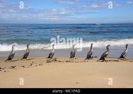 Gruppe von Pied shag am Waipapa Point, die Catlins, Southland, Neuseeland Stockfoto