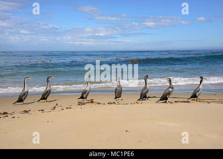 Gruppe von Pied shag am Waipapa Point, die Catlins, Southland, Neuseeland Stockfoto