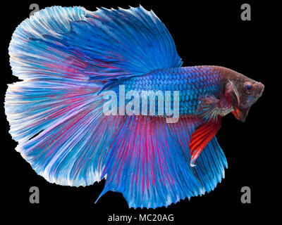 Siamese fighting fish, Half Moon langen blauen Schwanz (HMPK), Betta splendens auf schwarzem Hintergrund isoliert. Stockfoto