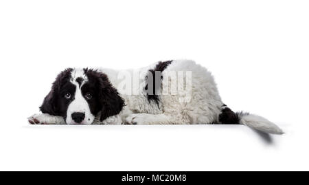 Süße schwarze und weiße Landseer Welpen flach nach unten mit dem Kopf auf die Pfoten und Schwanz über Edge isoliert auf weißem backgrond suchen Stockfoto