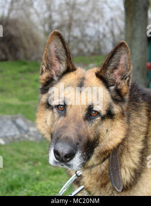 Porträt von einem Schäferhund Männlich Stockfoto