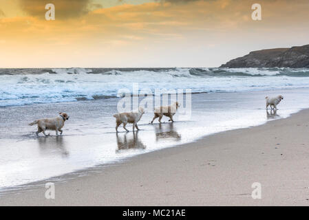 Golden Retriever genießen Sie einen Spaziergang entlang der Küste bei Holywell Bay Strand in Cornwall. Stockfoto