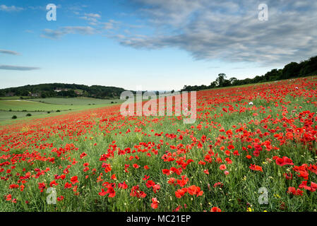 Schöne Mohnfeld Landschaft bei Sonnenuntergang auf der South Downs Stockfoto