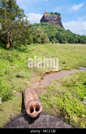 Vertikale Ansicht von Sigiriya oder Lion's Rock vom Rücken eines Elefanten in Sri Lanka. Stockfoto