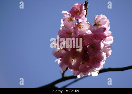 Die lichtdurchfluteten Pink Cherry Blossom Blütenblätter einer dekorativen Kirschbaum. Stockfoto