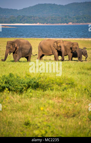 Vertikale Ansicht von wilden Elefanten bei der Minneriya National Park in Sri Lanka. Stockfoto