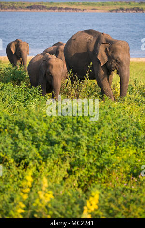 Vertikale Ansicht von wilden Elefanten bei der Minneriya National Park in Sri Lanka. Stockfoto