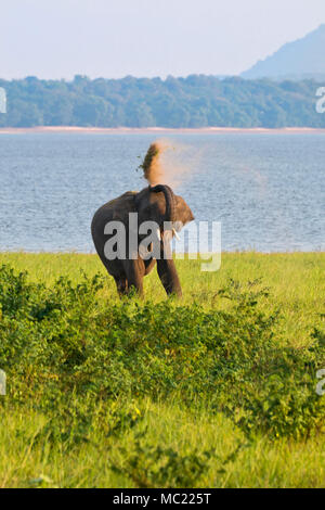 Vertikale Ansicht von einem wilden Elefanten werfen Staub über sich selbst bei Minneriya National Park in Sri Lanka. Stockfoto