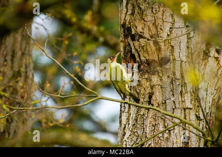 Grünspecht (Picus viridis) Aufbau einer Verschachtelung Loch. Die Schweiz. Stockfoto