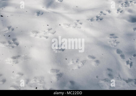 Eichhörnchen Trace auf Schnee, aus nächster Nähe erschossen Stockfoto