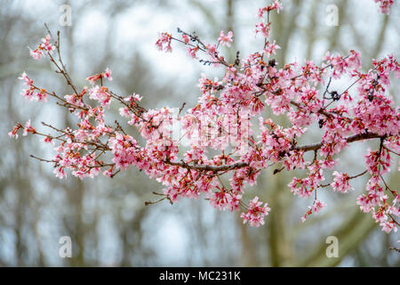 Ein schöner Zweig Kirschblüten an einem Frühjahrsmorgen im April. Stockfoto