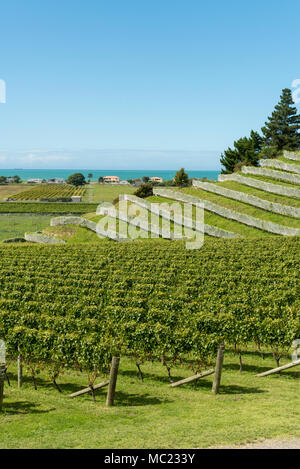 Terrassierten Weinbergen am Esk Valley Weinberg, Hawkes Bay, Neuseeland, neue Welt Wein Produktion Stockfoto