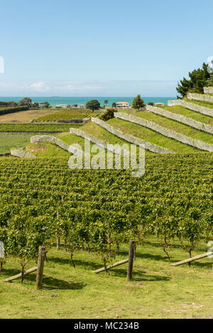 Terrassierten Weinbergen am Esk Valley Weinberg, Hawkes Bay, Neuseeland, neue Welt Wein Produktion Stockfoto