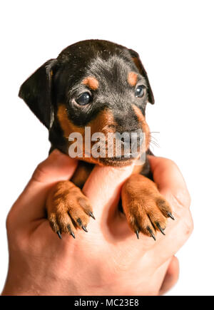 Adorable Zwergpinscher Welpen in der Hand auf weißem Hintergrund Stockfoto